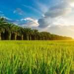 WhatsApp Image 2025-05-23 at 6.47.00 AM