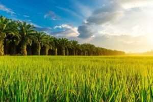 WhatsApp Image 2025-05-23 at 6.47.00 AM